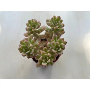 Sedum alice
