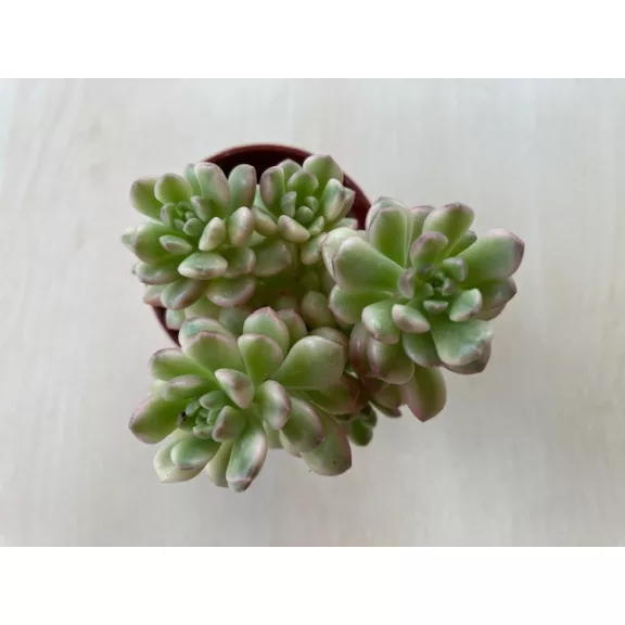 Sedum alice