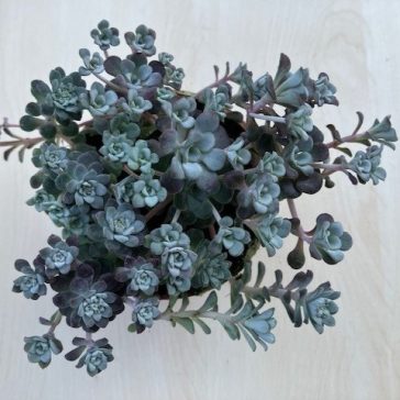 Spatulalevelű varjúháj - Sedum 'Cape Blanco'