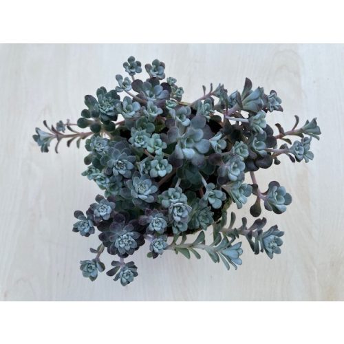 Spatulalevelű varjúháj - Sedum 'Cape Blanco'