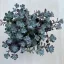 Spatulalevelű varjúháj - Sedum 'Cape Blanco'