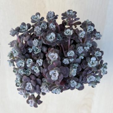 Spatulalevelű varjúháj - Sedum 'Cape Blanco'