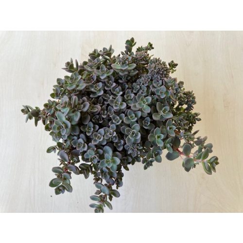 Sedum cauticola - japán varjúháj