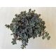 Sedum cauticola - japán varjúháj