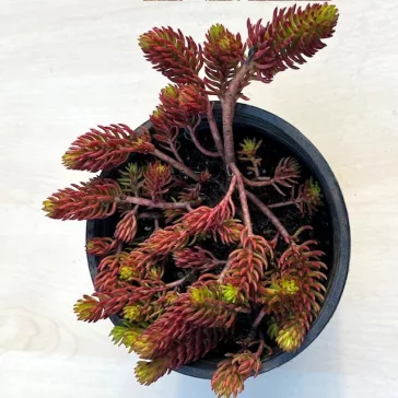 Sedum polytrichoides 