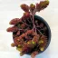 Sedum polytrichoides 