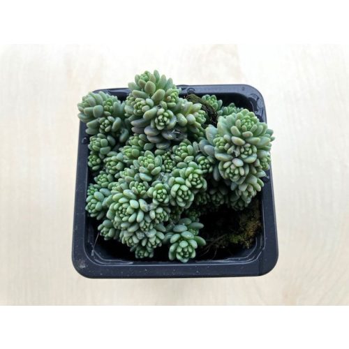 Sedum dasyphyllum ‘Major’ 7x7