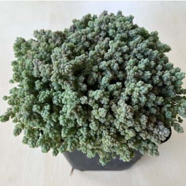 Sedum dasyphyllum
