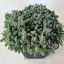 Sedum dasyphyllum