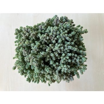 Sedum dasyphyllum