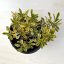 Sedum ellacombianum 'Cutting Edge'