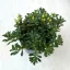 Sedum floriferum 'Weihenstephaner Gold'