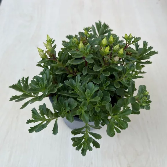 Sedum floriferum 'Weihenstephaner Gold'