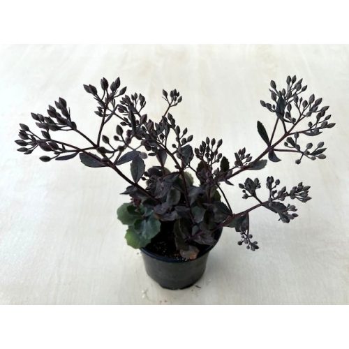 Sedum hibrid