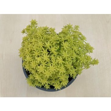 Sedum japonicum 'Tokyo sun'