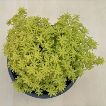 Sedum japonicum 'Tokyo sun'