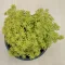 Sedum japonicum 'Tokyo sun'