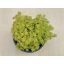 Sedum japonicum 'Tokyo sun'