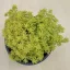 Sedum japonicum 'Tokyo sun'