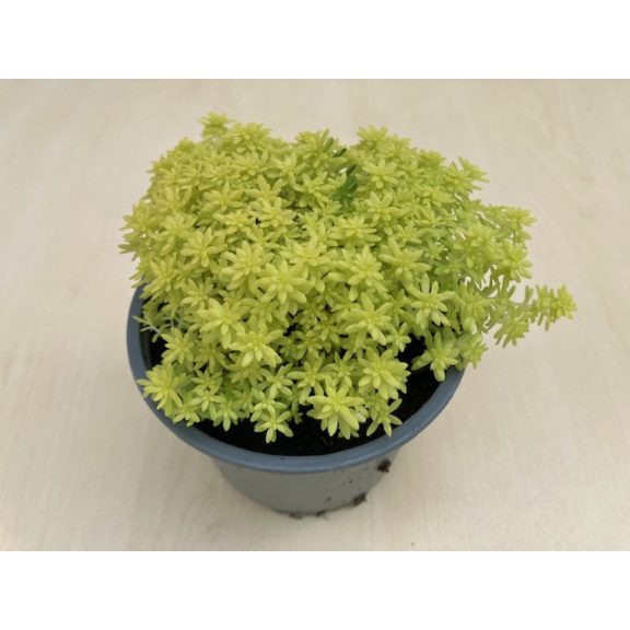 Sedum japonicum 'Tokyo sun'