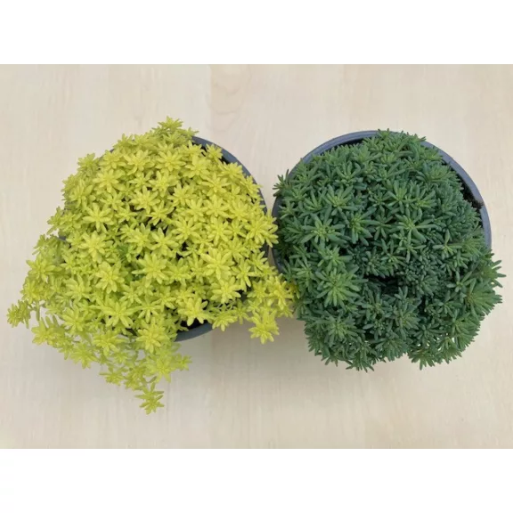 Sedum japonicum 'Tokyo sun'