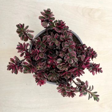 Kamcsatkai varjúháj Tricolor