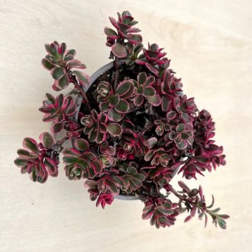 Kamcsatkai varjúháj Tricolor