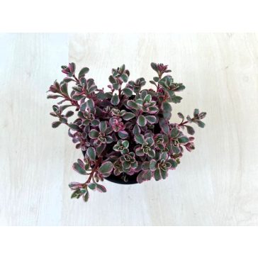 Kamcsatkai varjúháj Tricolor