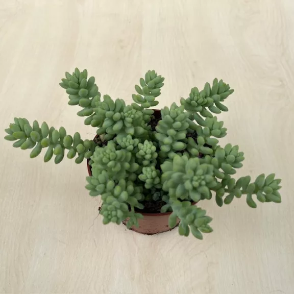 Sedum morganianum Sedum morganianum