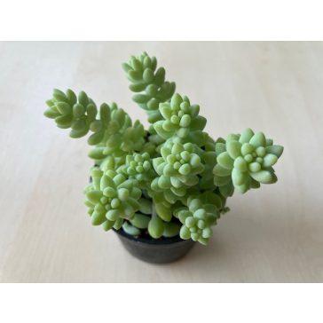 Sedum morganianum 