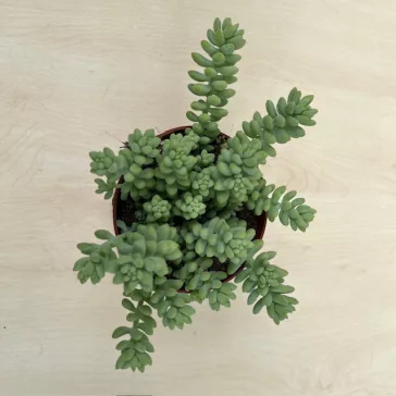 Sedum morganianum 