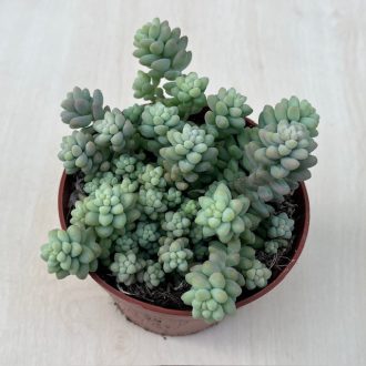 Sedum morganianum 'Burrito'
