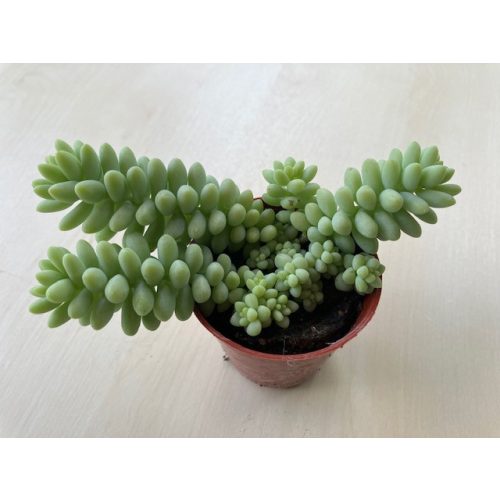 Sedum morganianum 'Burrito' - 4 hajtás