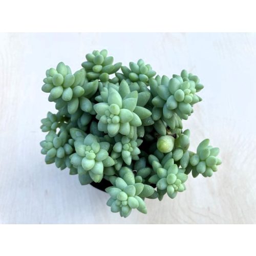 Sedum morganianum 'Burrito' - 4 hajtás