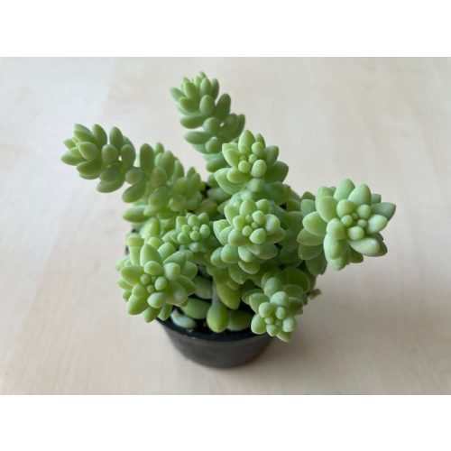 Sedum morganianum 'Burrito' - több hajtás