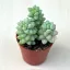 Sedum morganianum 'Burrito' - 3 hajtás