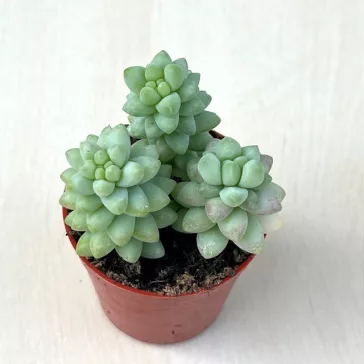 Sedum morganianum 'Burrito' - 3 hajtás