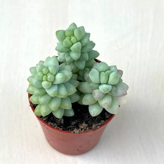 Sedum morganianum 'Burrito' - 3 hajtás