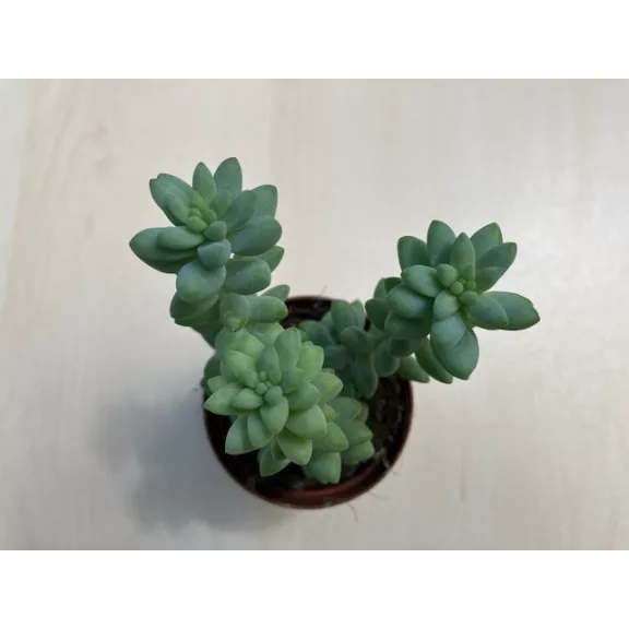 Sedum morganianum 'Burrito' - 3 hajtás