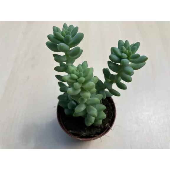 Sedum morganianum 'Burrito' - 3 hajtás