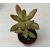 Sedum nussbaumerianum