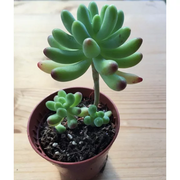 Sedum pachyphyllum Sedum pachyphyllum