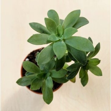 Sedum palmeri