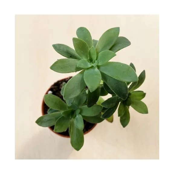 Sedum palmeri Sedum palmeri