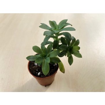 Sedum palmeri