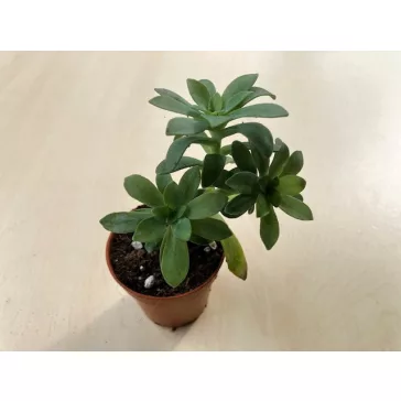 Sedum palmeri