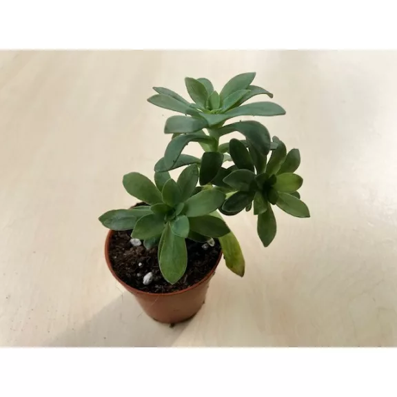 Sedum palmeri Sedum palmeri
