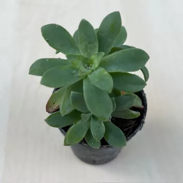 Sedum palmeri