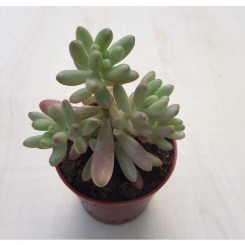 Sedum rubrotinctum 