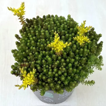 Sedum sexangulare - hatsoros varjúháj
